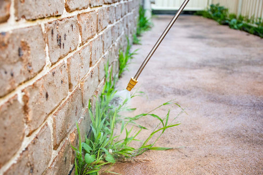 Will Salt Water Kill Weeds? What You Need to Know About Using Salt to Kill Weeds - spraying weeds near a brick wall.